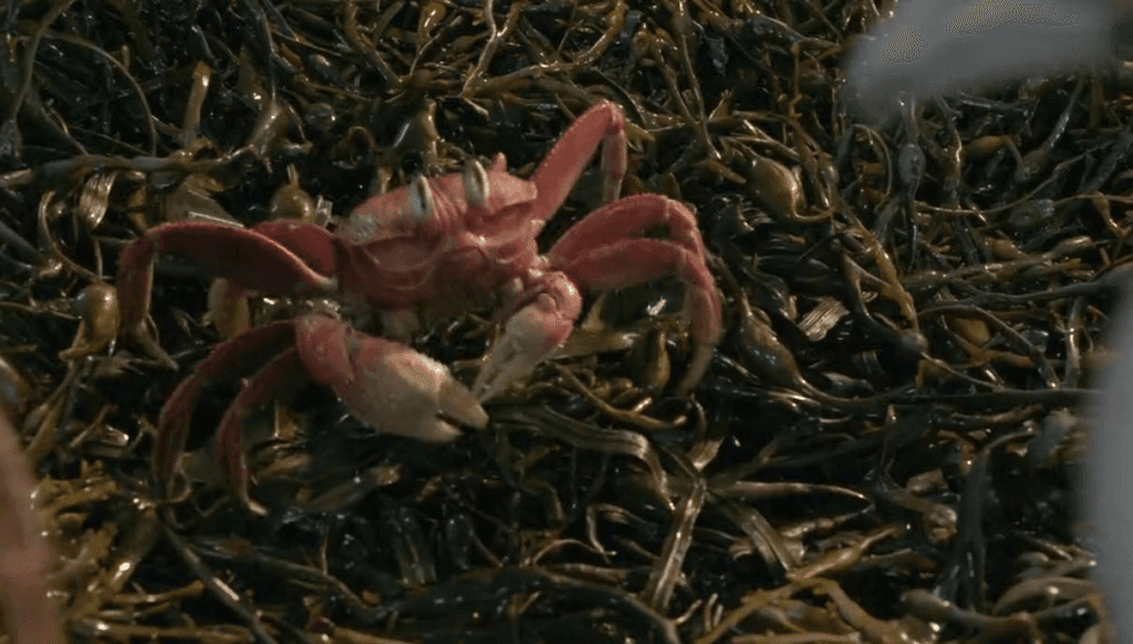 Sebastian the crab