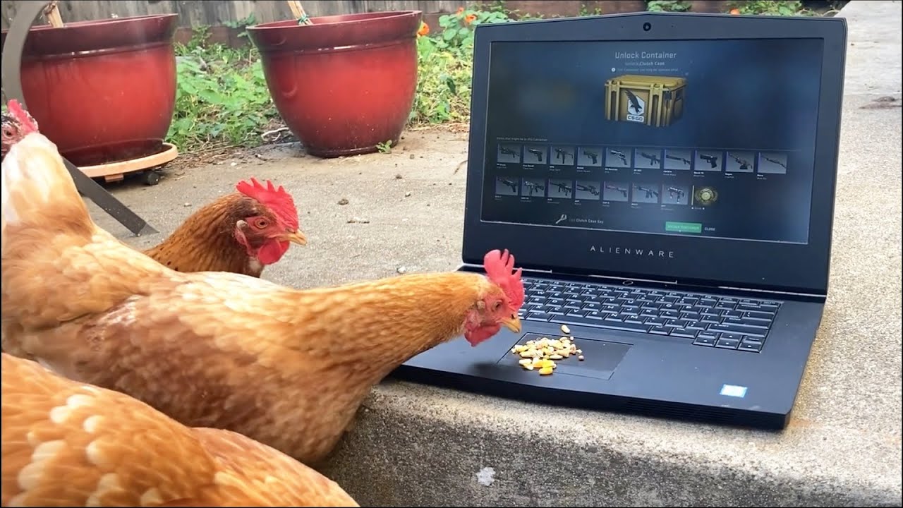 real life chickens open a CSGO case